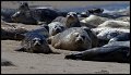 _2SB5322 harbor seals on beach